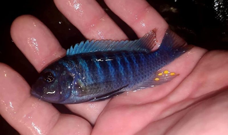 Maylandia zebra 'Narungu'